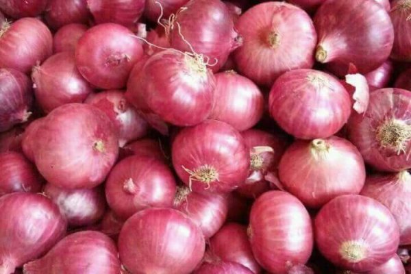 Black sprut ссылка onion